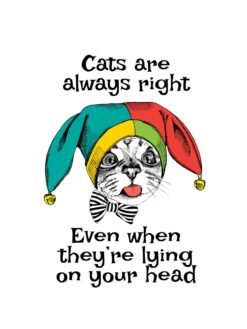 Alternative view of Cats are always right