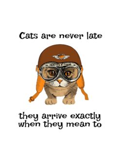 Alternative view of Cats are never late